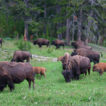 Montana Cabin Rentals in West Yellowstone - Mountain View Cabins Vacation Rentals Nearby Area: Yellowstone National Park